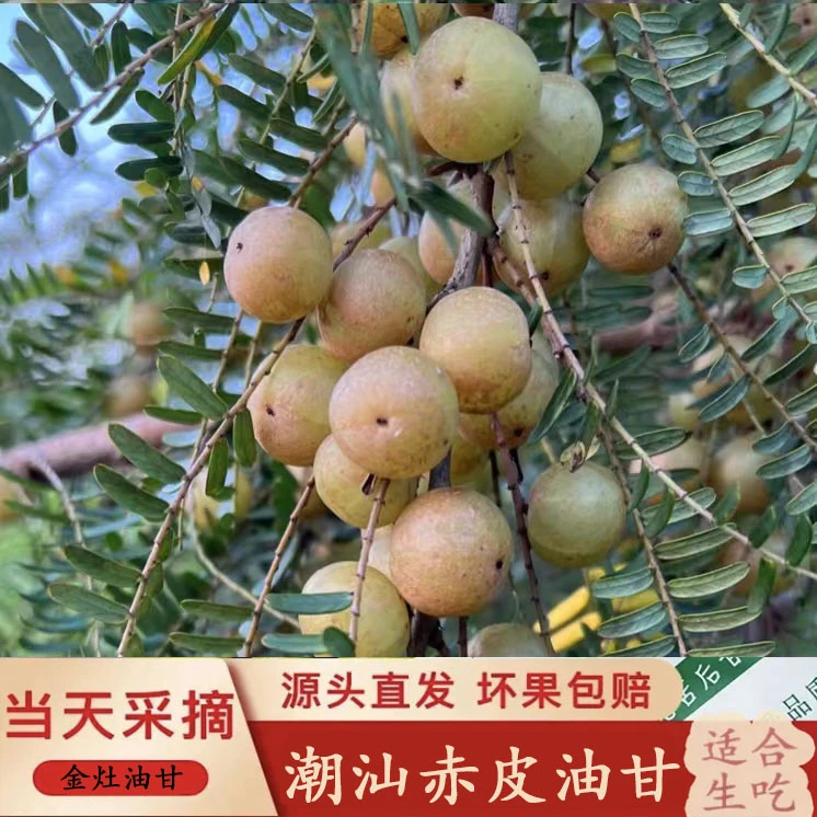 潮汕金灶赤皮新鲜油甘果橄榄余甘果牛甘果榨汁油甘果2斤装包邮