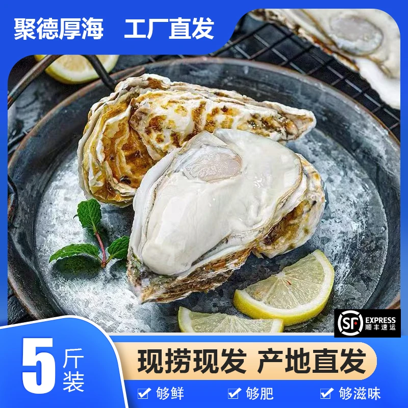 【5斤装】刺身级精品生蚝秦皇岛源头直发