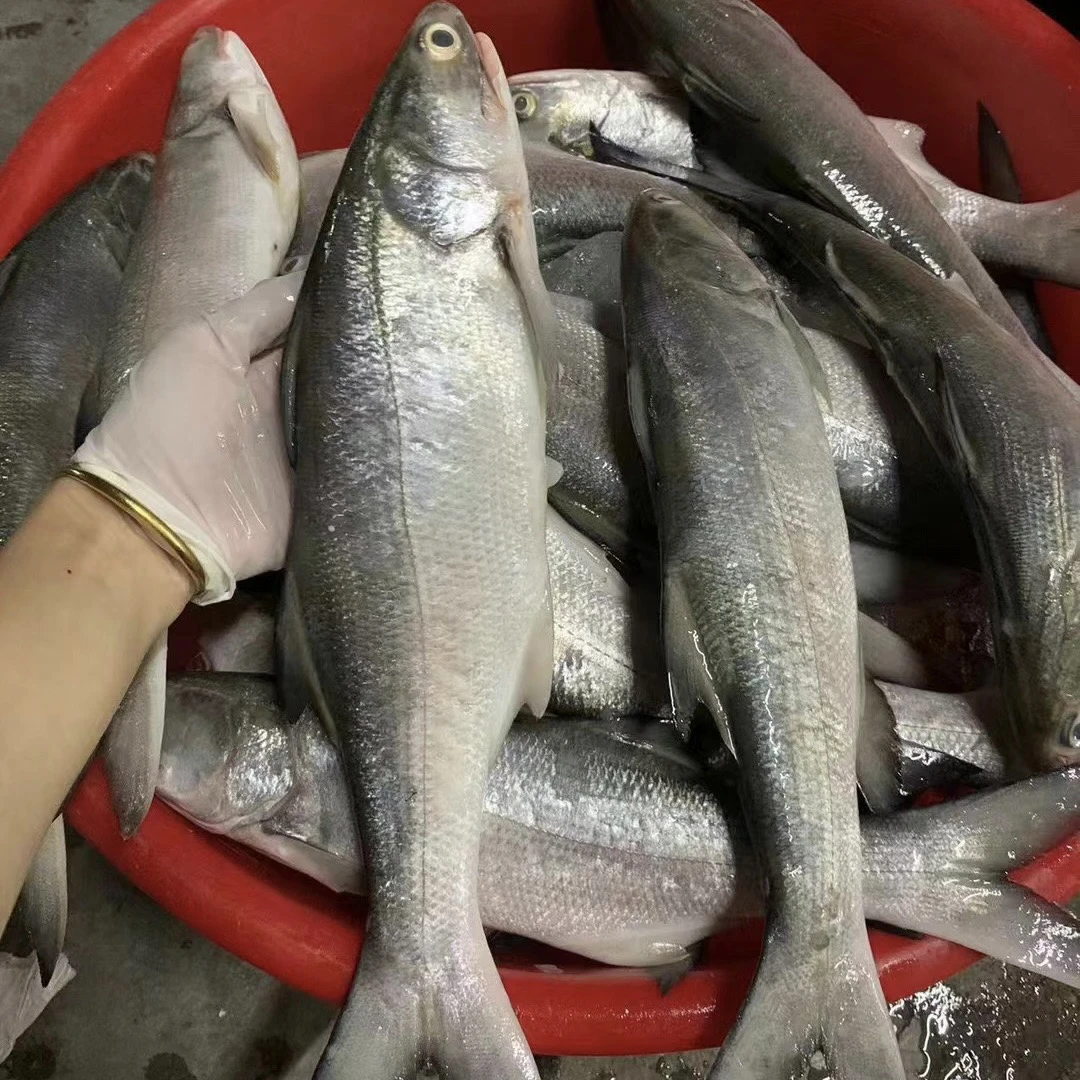 3.4斤湛江天然野捕本港马友鱼午鱼午笋清蒸顺丰包邮(1.7-2斤/条)