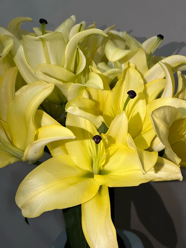 【木合生花卉】黄天霸百合 浓香型大花苞  京东/顺丰冷链包邮