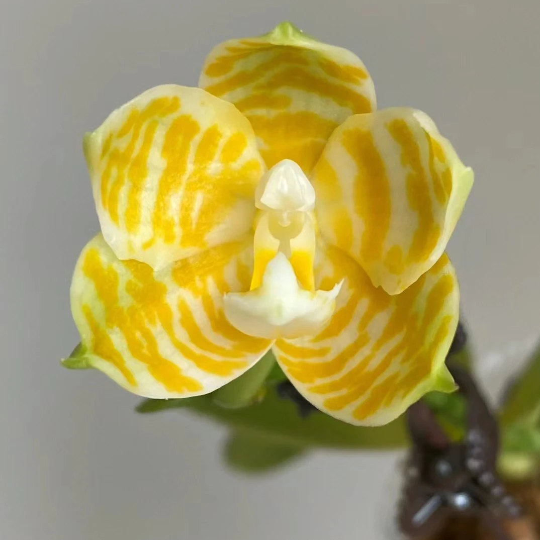 原生蝴蝶兰兰花大花“黄金特大斑马”好养活四季开花带香味大号花卉