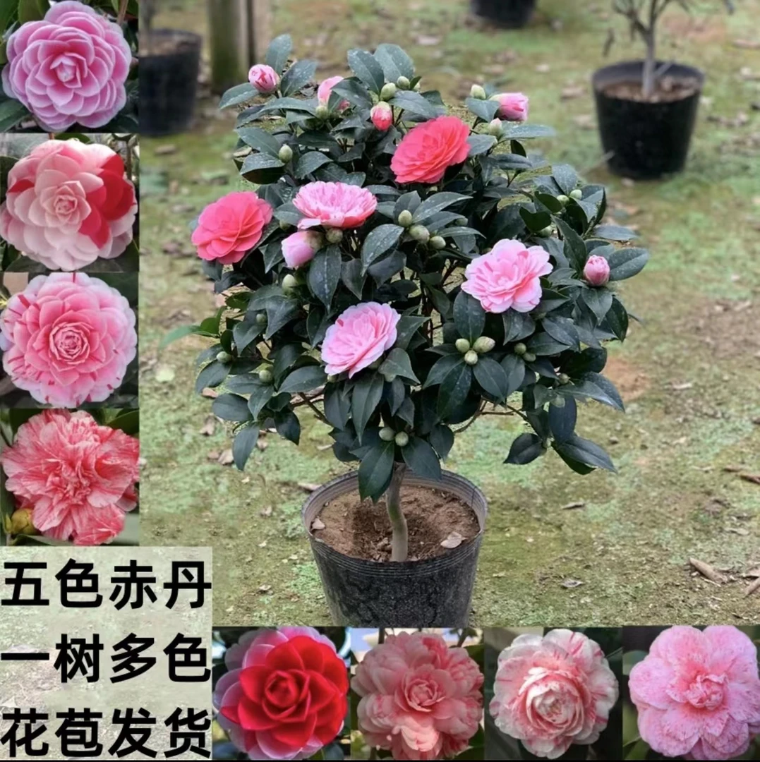 五色赤丹茶花盆栽带花苞室内花卉阳台苗好养绿植四季长青