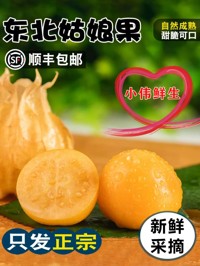 (顺丰)东北姑娘果新鲜大果特产水果灯笼果小金豆甜菇娘果香甜多汁