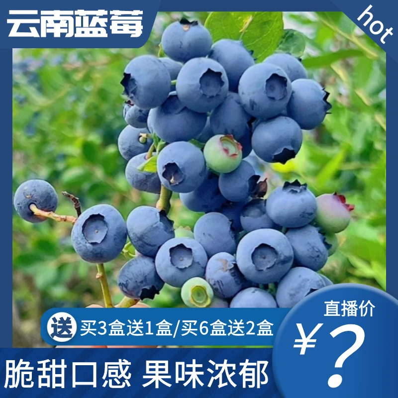 [开园福利*买三送一] 云南高山生态蓝莓500g装  比进口蓝莓更好吃