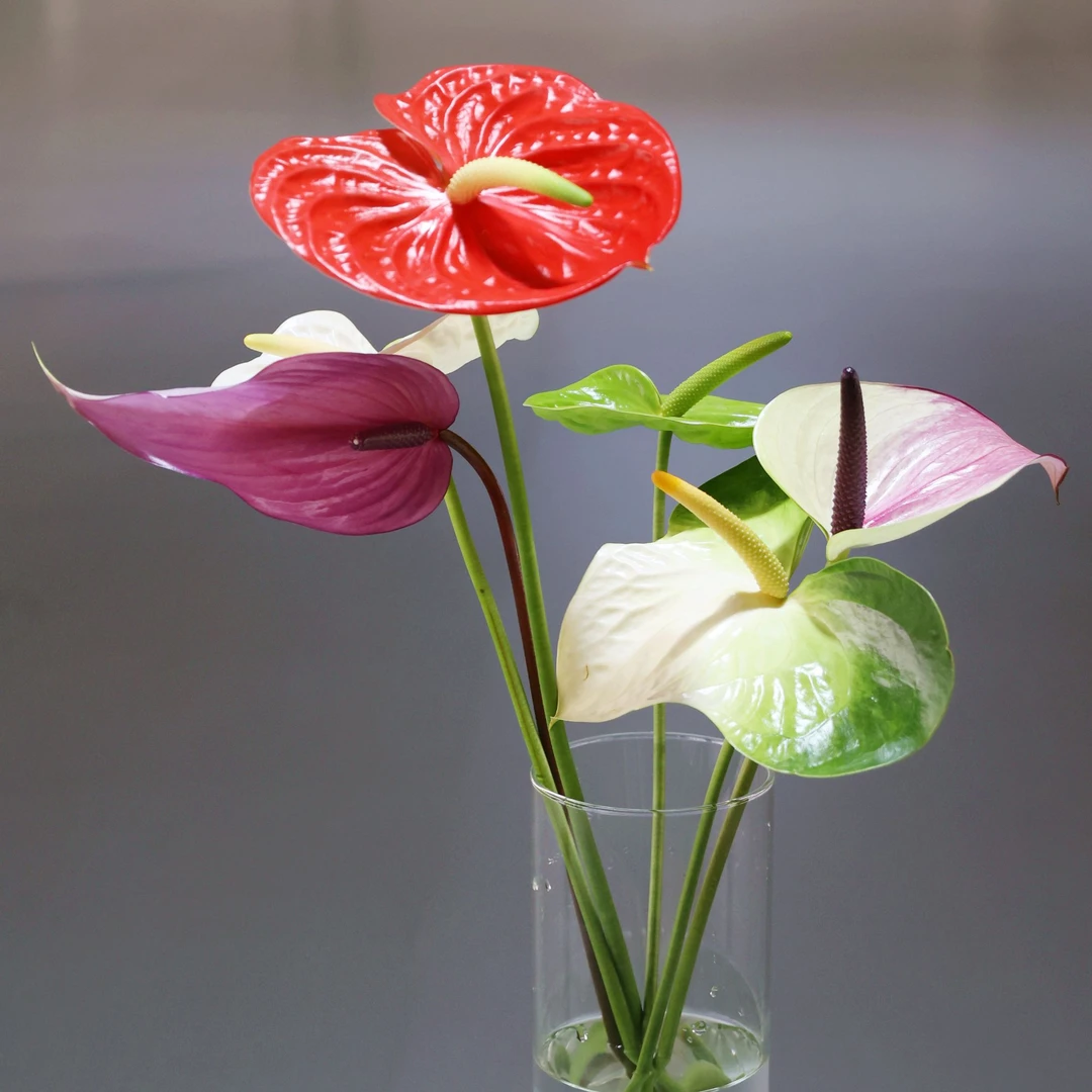 【伊翡红掌】混色 直播间定制S级18枝装（苞片10cm-20cm）鲜切花基地