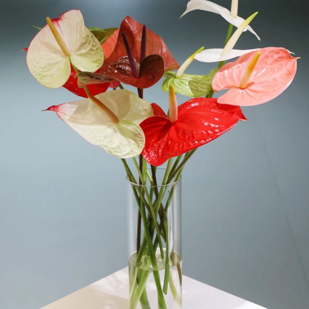 【伊翡红掌】老客专拍喷色掌20枝装（异形弯杆有瑕、有伤痕无破片）