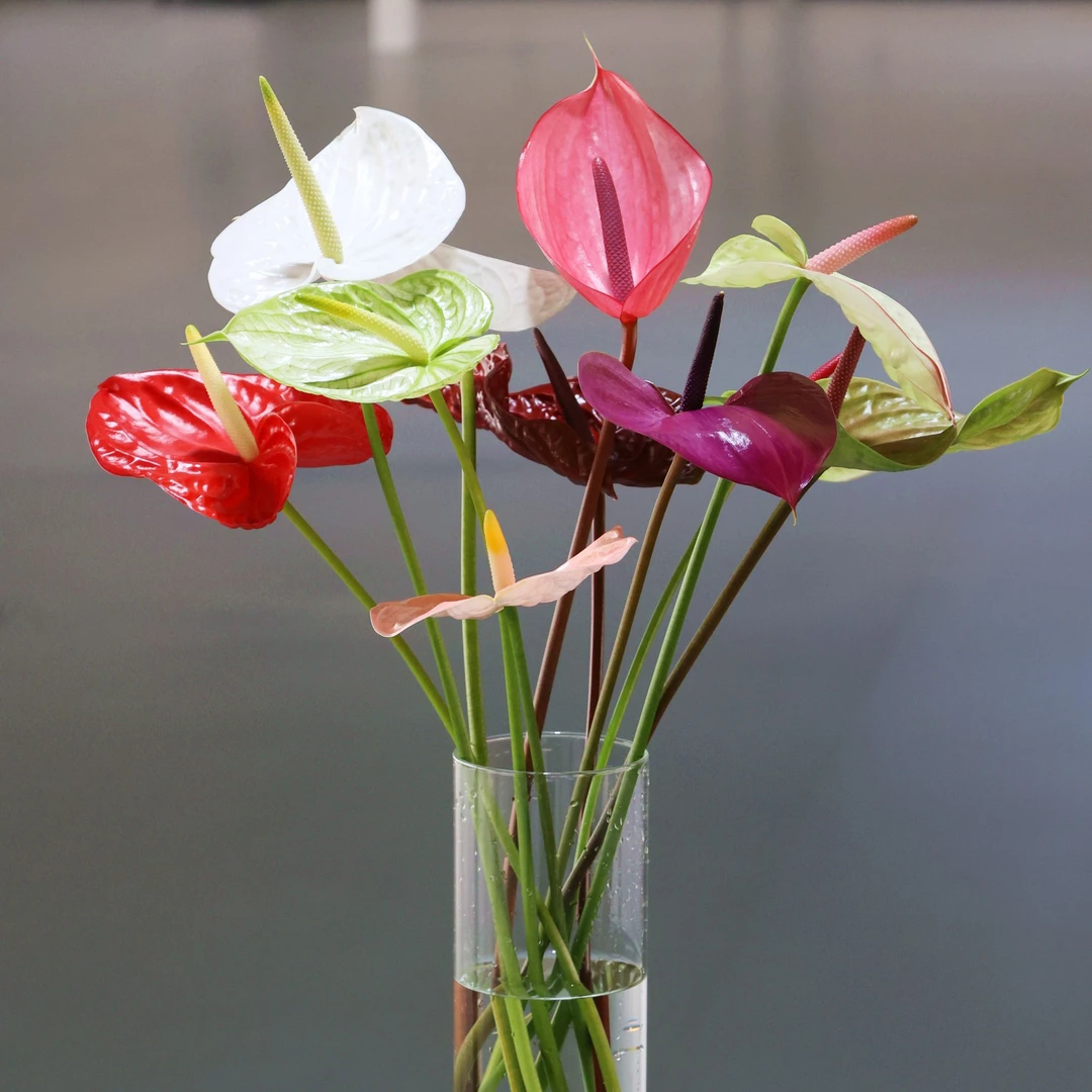 【伊翡红掌】老客专拍喷色掌25枝(异形弯杆、有伤痕无破片，适合喷色）