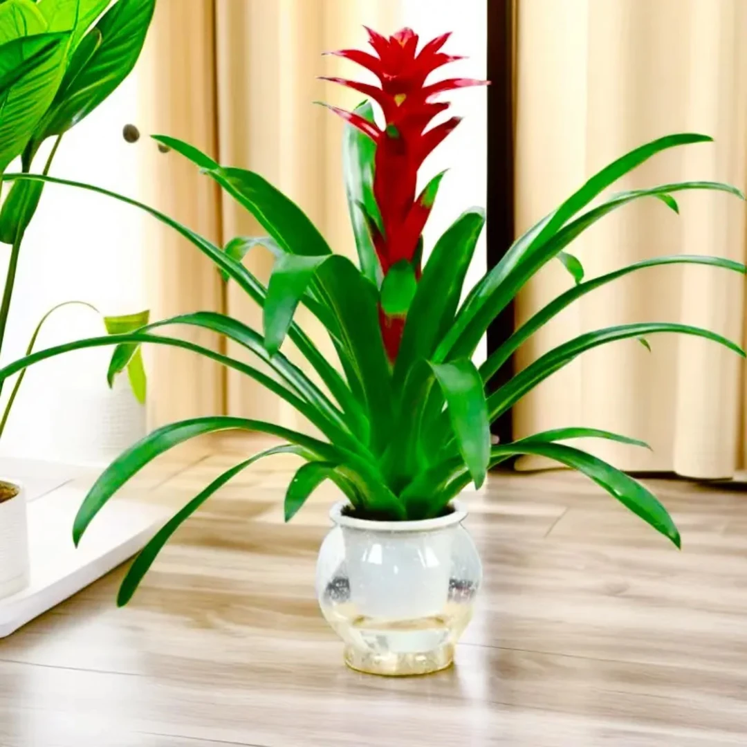 鸿运当头盆栽室内客厅年宵花卉水培植物四季开花好运招财鲜花绿植
