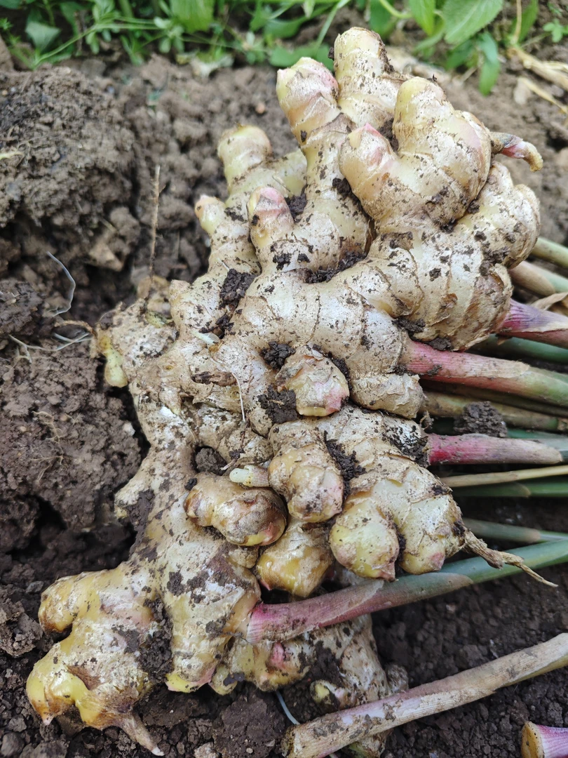 云南老品种青姜高山种植