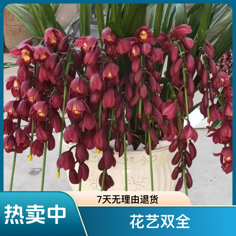 无品牌（阿伟家） 大红袍 红色