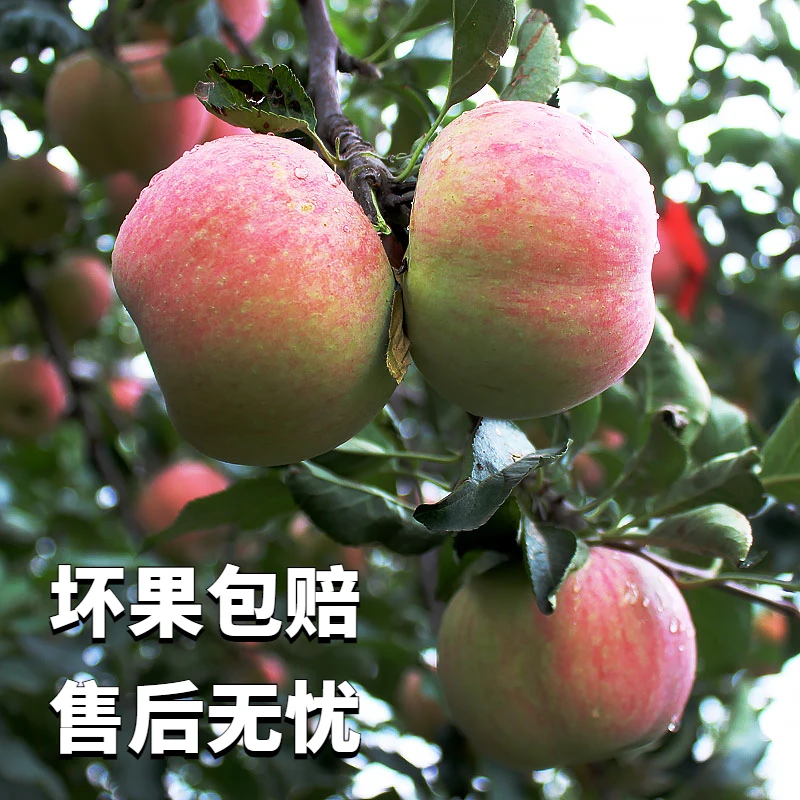 【老树国光苹果】小果 酸甜脆 味道浓