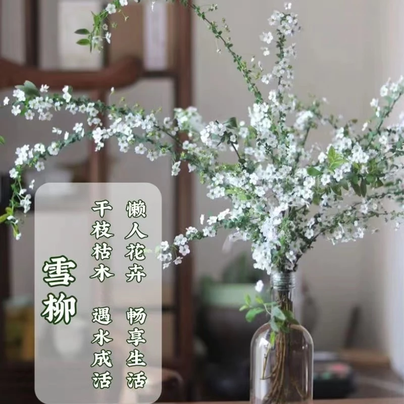 雪柳鲜枝干枝盆栽水养插花水培植物室内花卉好养活绿植遇水开花卉