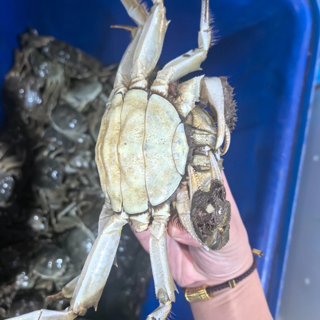 3两母大闸蟹10只