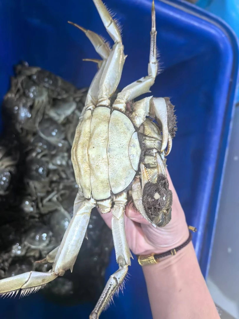 二斤黄河口残母大闸蟹（有掉腿掉夹，介意勿拍）