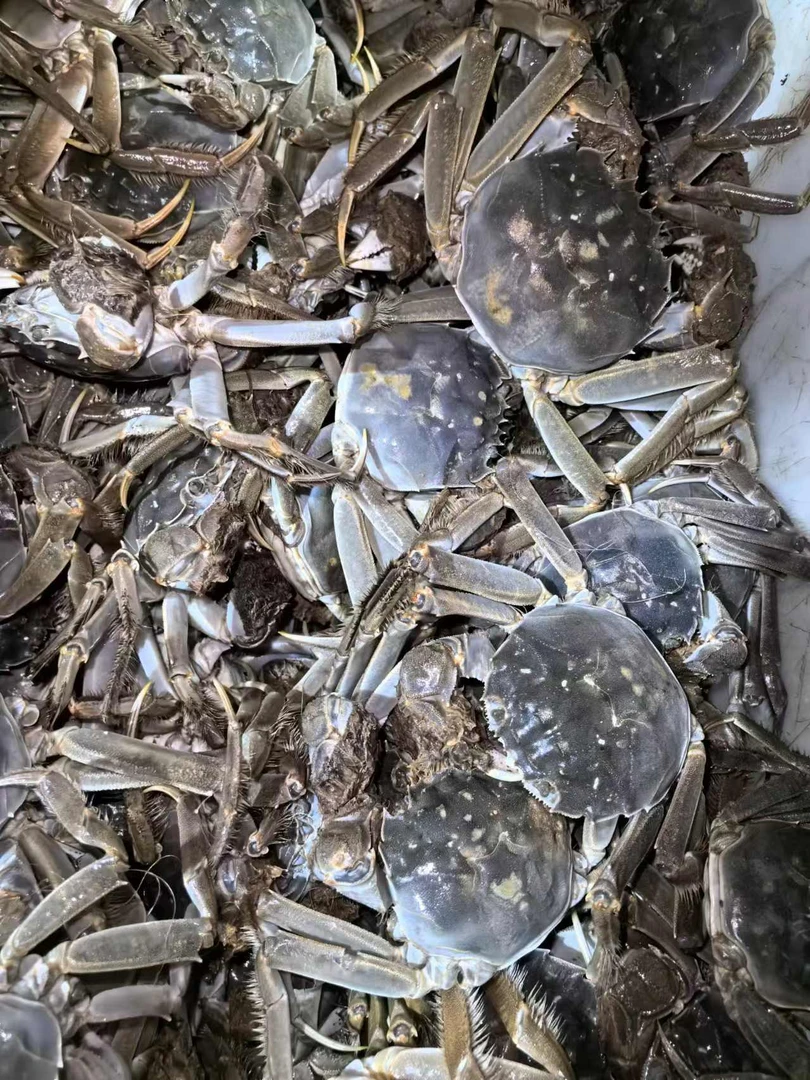 三斤黄河口公大闸蟹（掉腿）