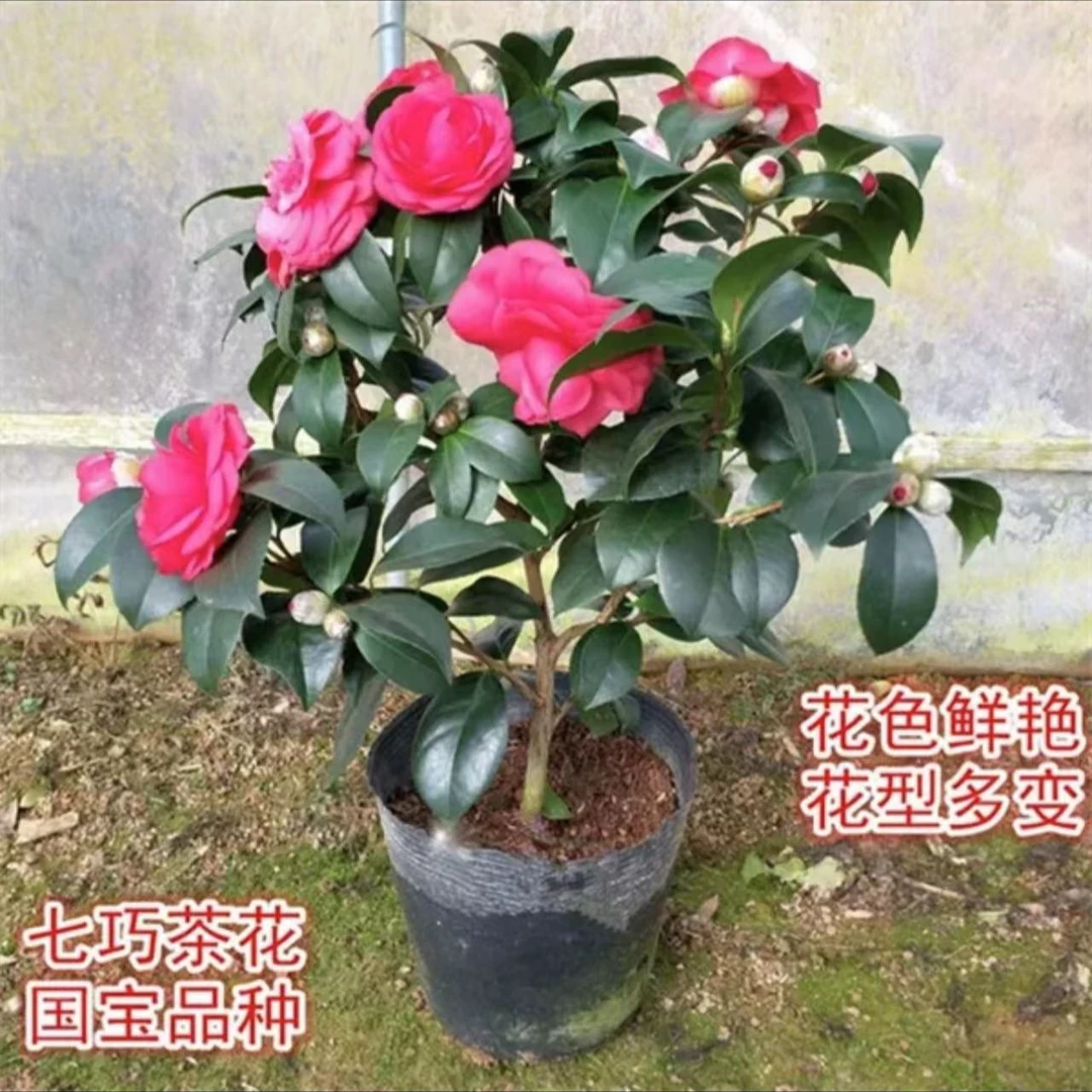 四季茶花夏日七心大红花常年开花植物盆景庭院阳台客厅绿植春季