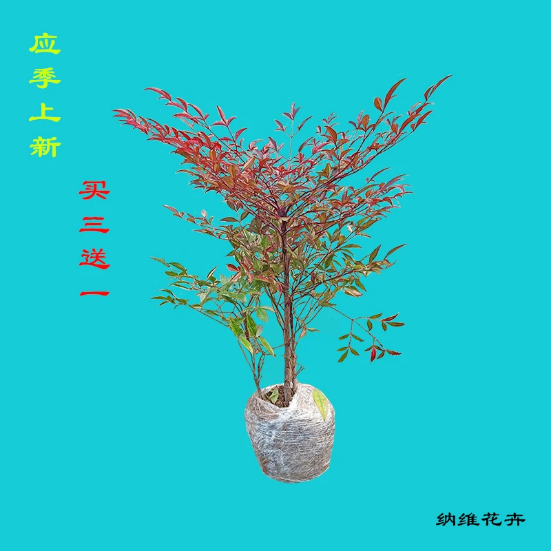 安纳维 南天竹盆栽苗绿化苗园墙篱笆庭院耐寒秋冬易活植物红火焰