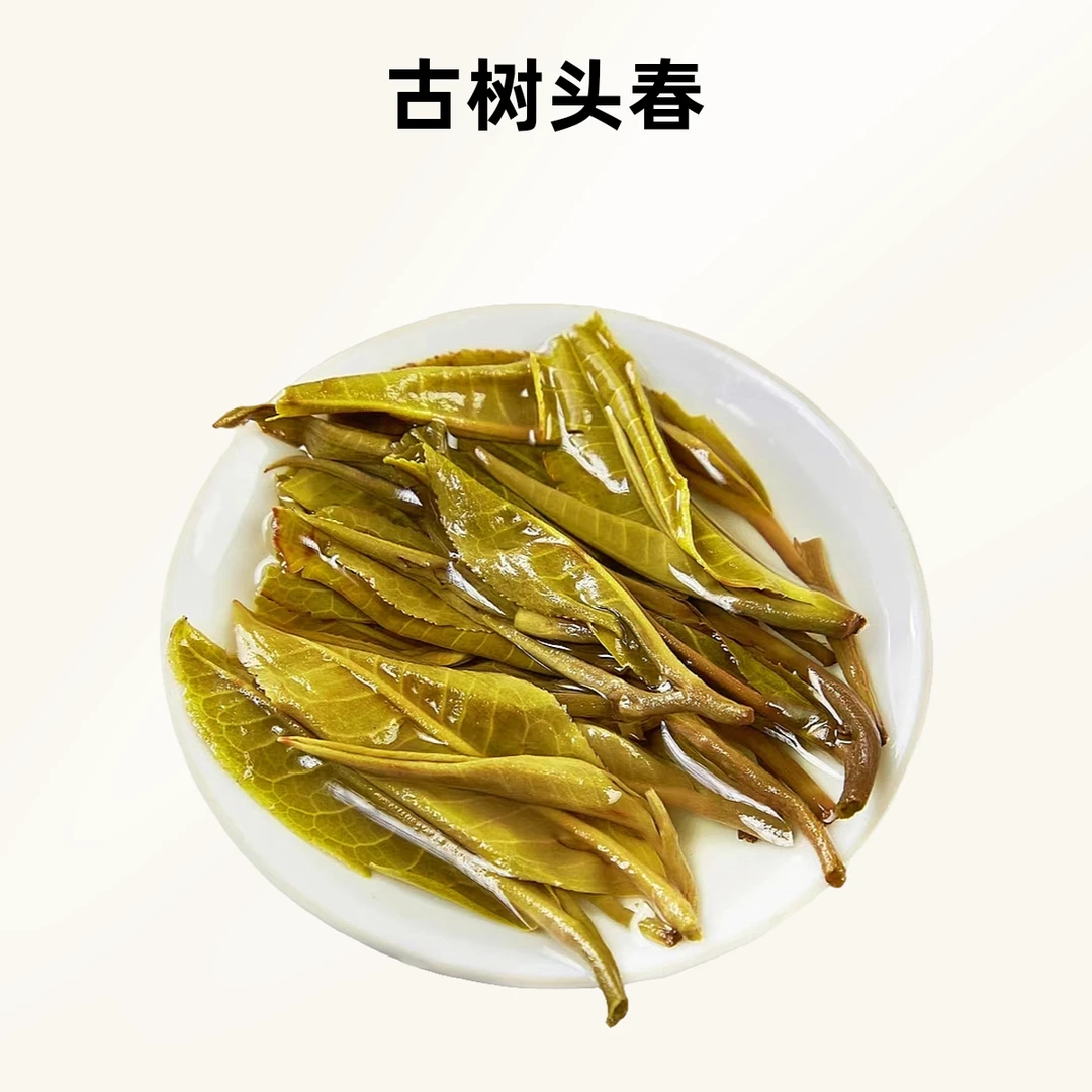 2021年锅底塘古树头春200克饼【普洱生茶】