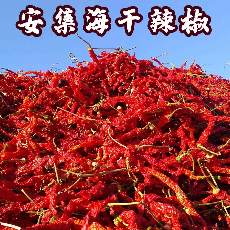【石城王家八毛】安集海线椒优质型500g*2袋