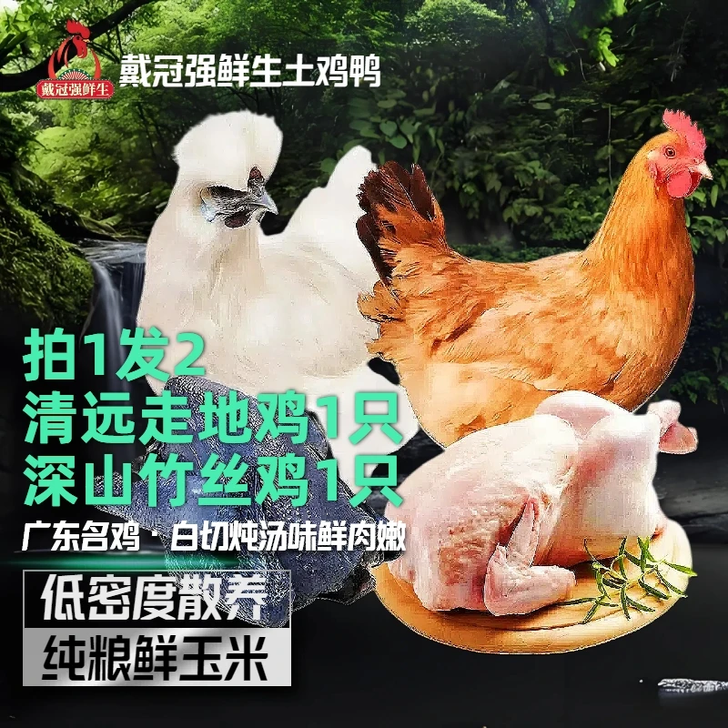 【人生如梦】拍1发2净重5.2斤正宗清远土鸡项+竹丝鸡共2只