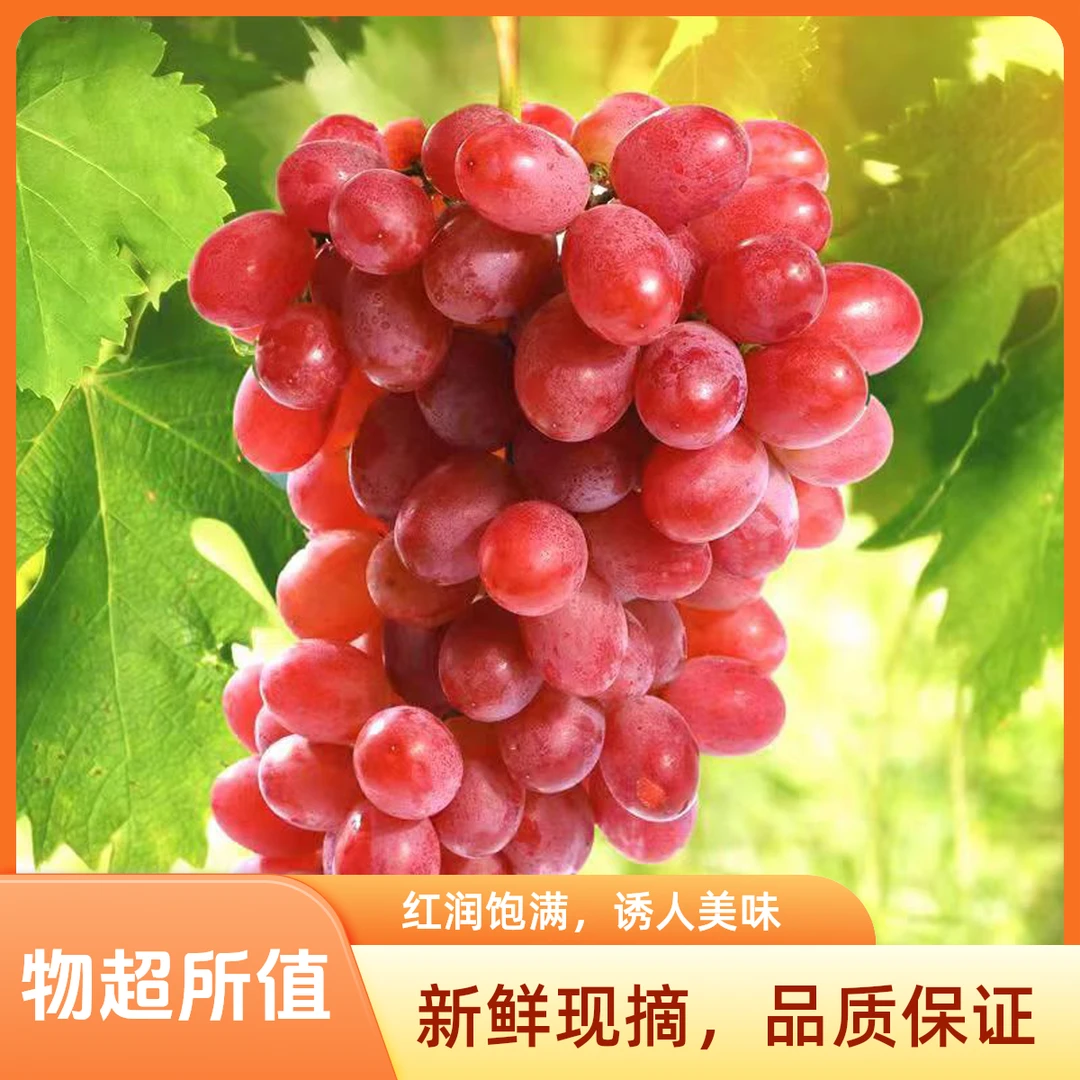 【顺丰包邮】正宗山西克伦生红提子无籽葡萄产地新鲜水果多汁冰美人