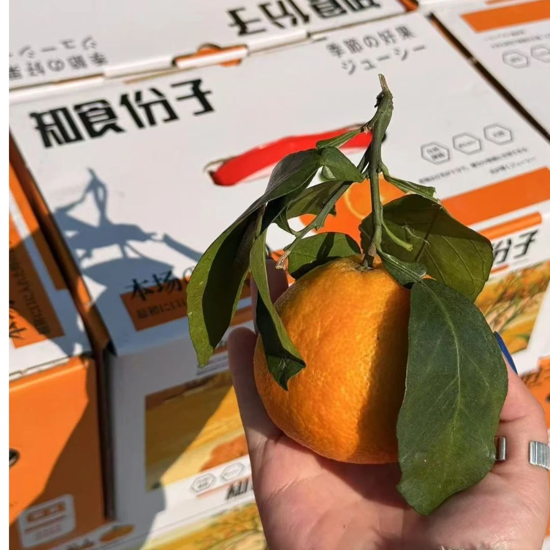 红美人柑