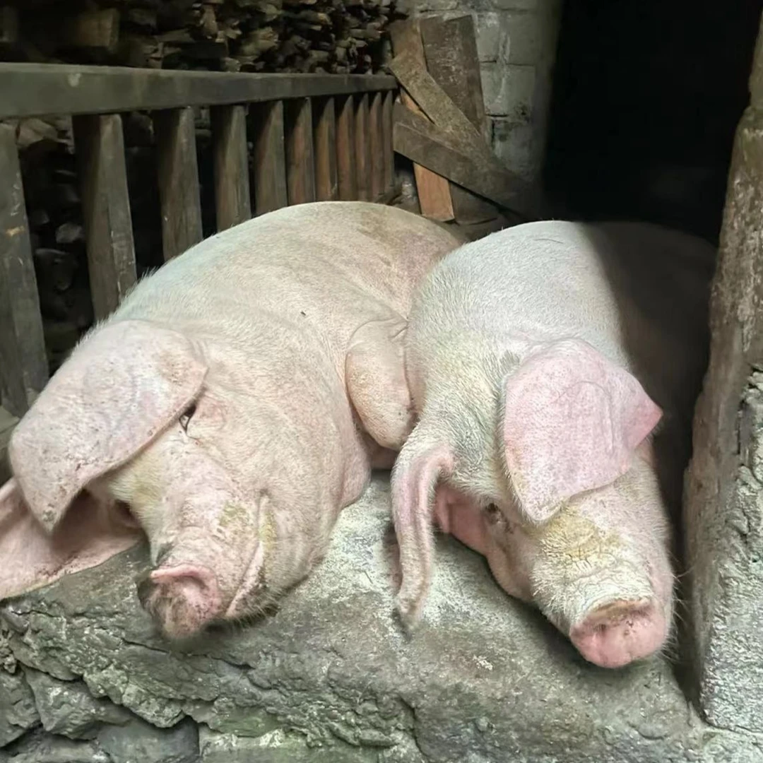 农村土猪肉【现场称重】熟食喂养土猪肉一单一称