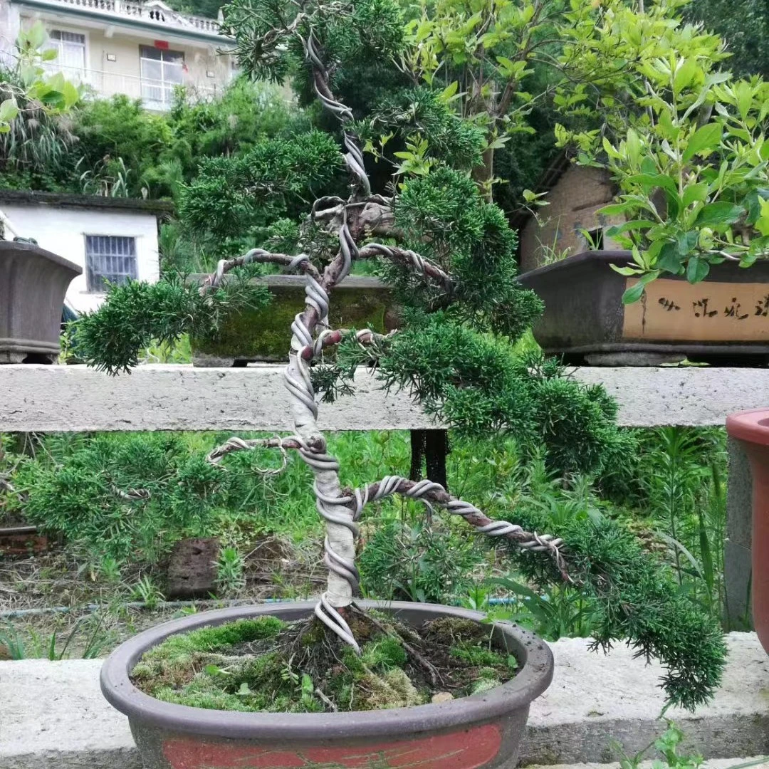 大别山松树观赏性盆景！黄山松！高山松！马尾松！各类松树类目！