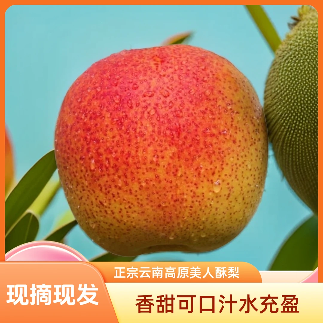 正宗云南高原【美人酥梨】新鲜现摘现发香甜可口汁水充盈细腻无渣