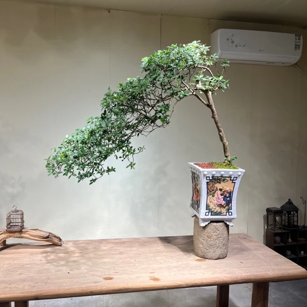 如意 | 海岛栀子花 精品临水飘枝树型 老桩意境盆景