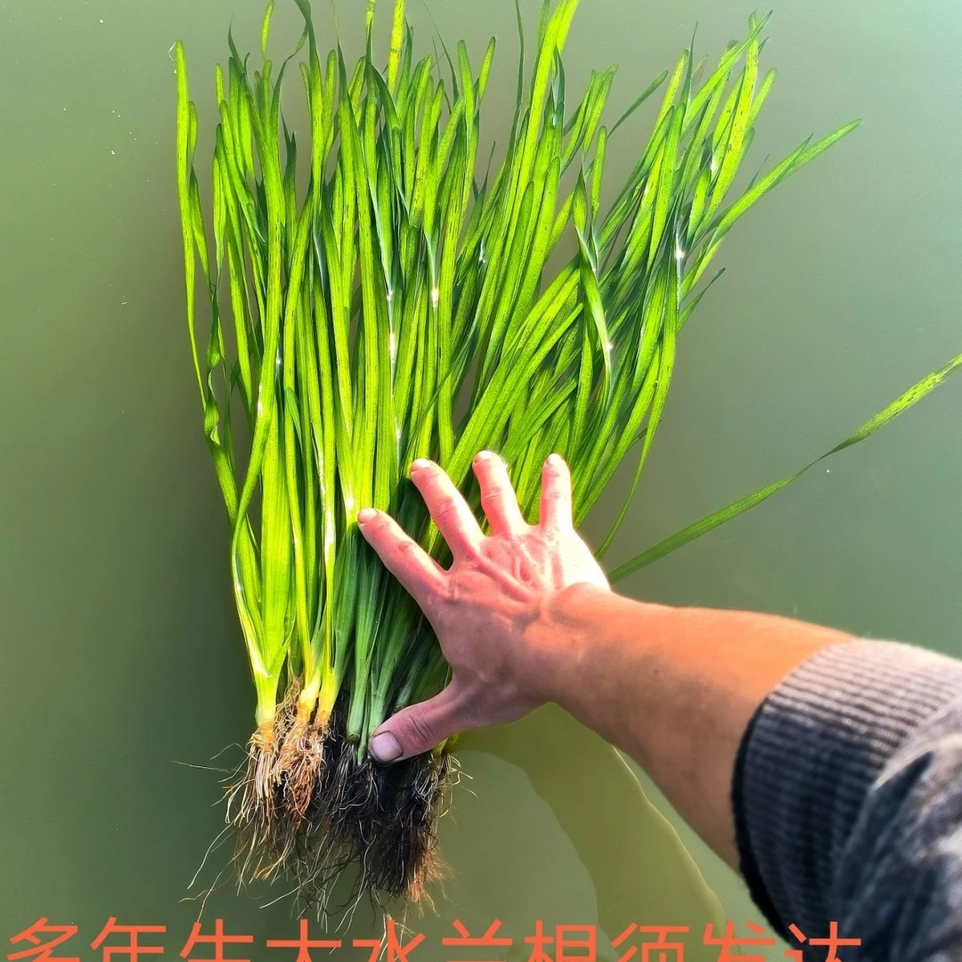 大水兰水草自养水下叶阴性后景草净化水质原生缸溪流缸专用真水草
