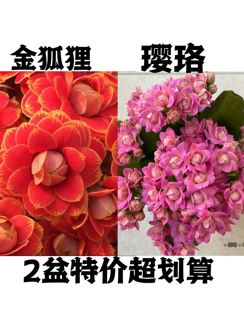 金狐狸璎珞长寿花 重瓣大花 带花苞