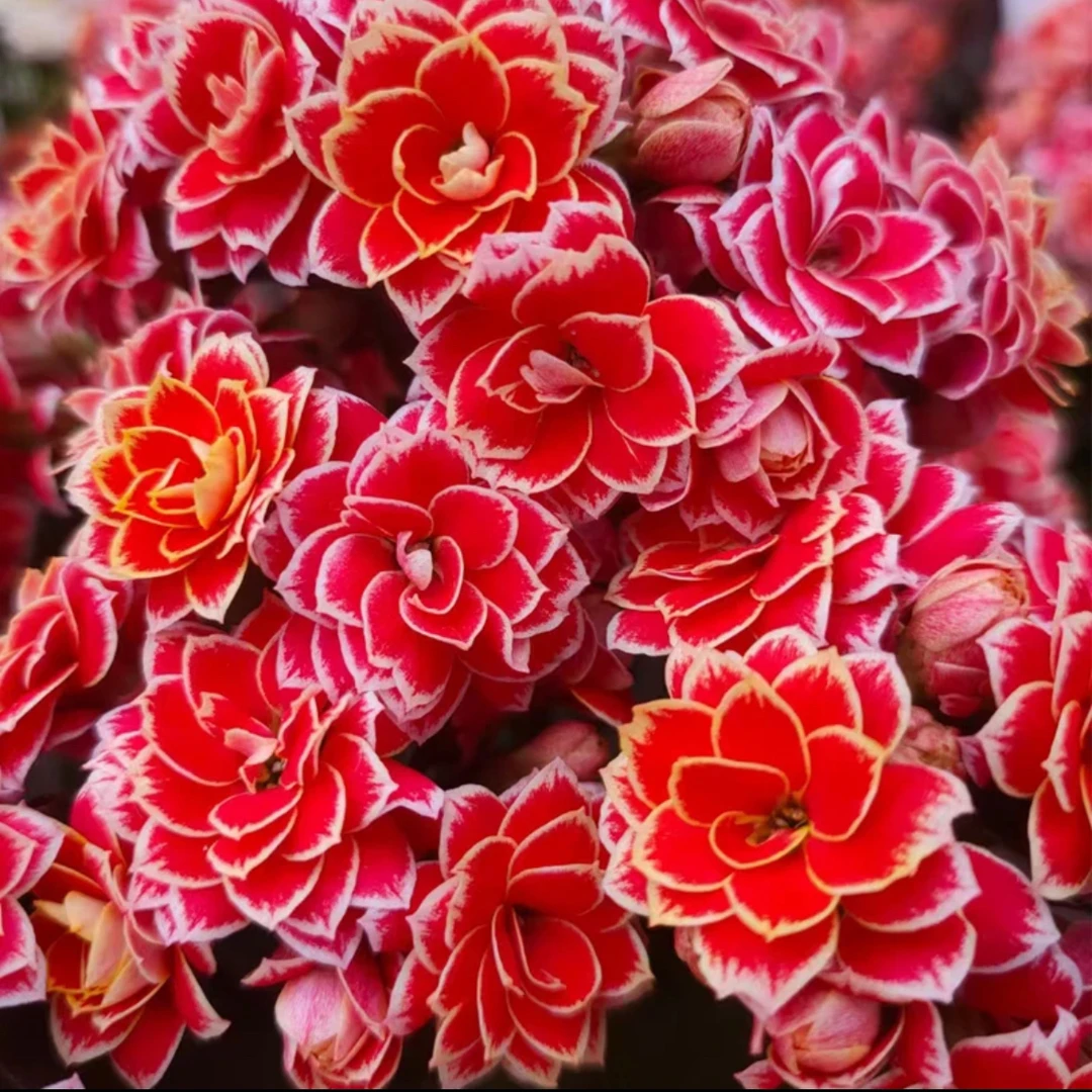 金丝带长寿花 带花苞