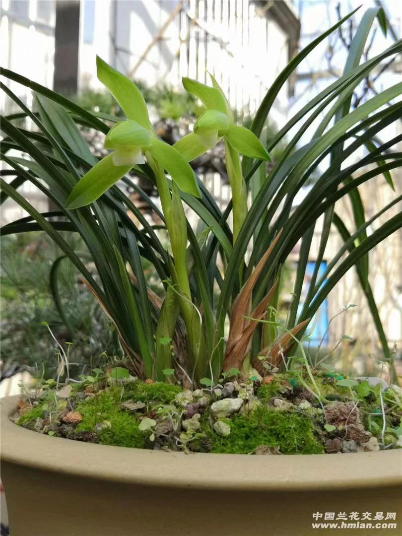 老品种春兰素心新文团,多功能连接