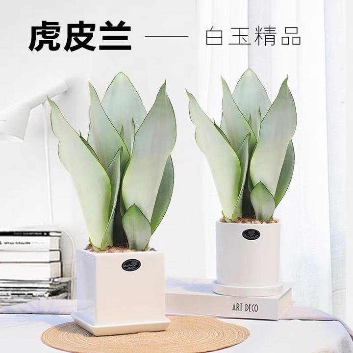 白玉白玉：洁白如玉！净化空气赏心悦目