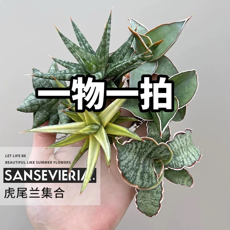 高品质/虎皮兰/好养易活/室内装饰盆栽/绿植盆栽净化空气/吸甲醛