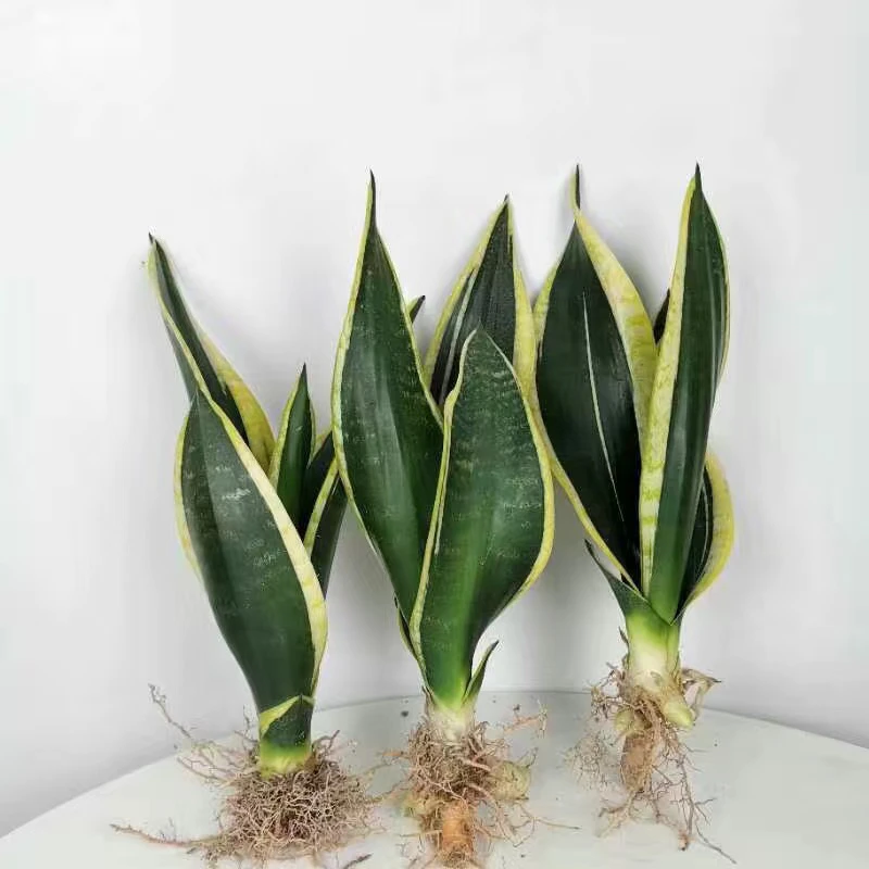 霸王虎皮兰室内装饰绿植好养桌面净化空气桌面盆栽吸甲醛防辐射