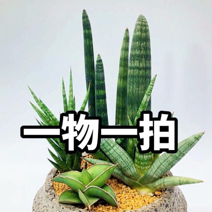 【一物一拍】室内绿植盆景