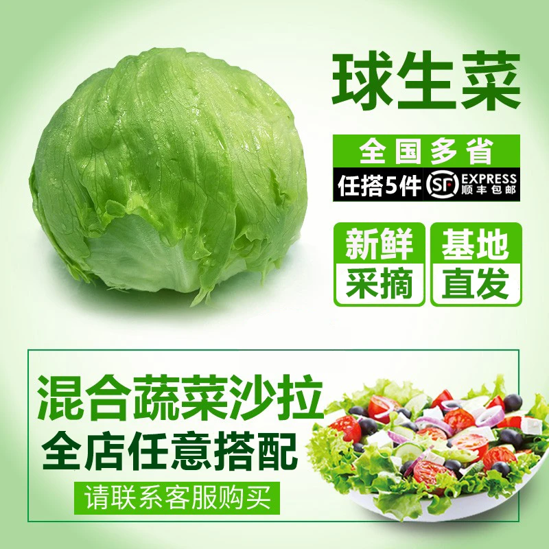 千牛优福球生菜500g 汉堡生菜结球西生菜圆生菜 新鲜蔬菜沙拉食材