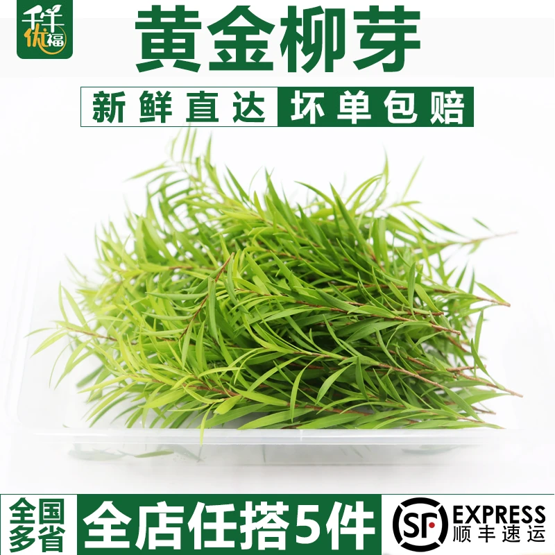 千牛优福黄金柳芽约20g 香柳新鲜西餐日料烘焙摆盘装饰点缀花草叶