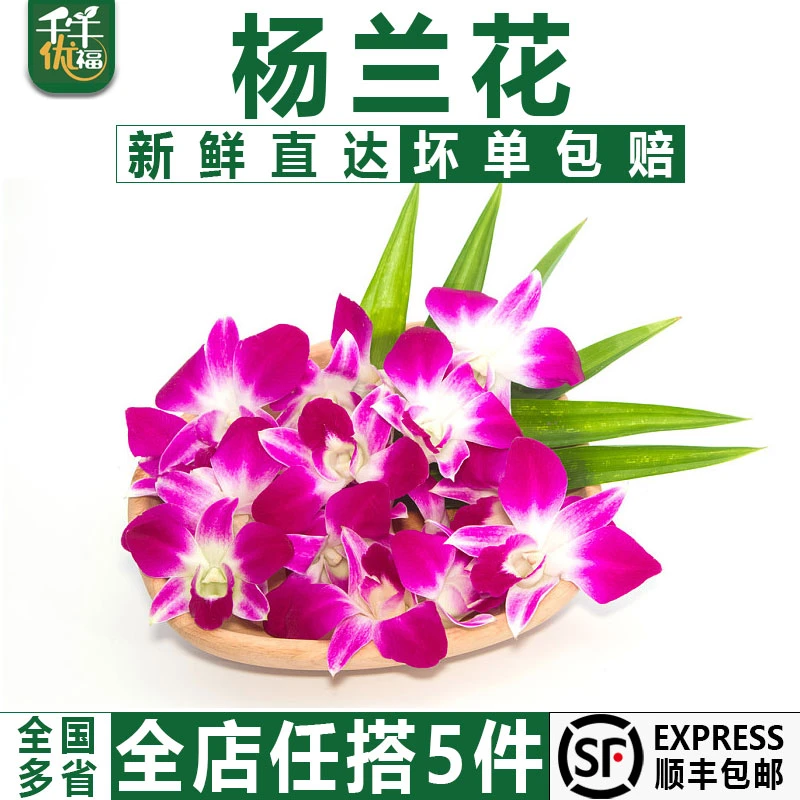 千牛优福洋兰花100g 新鲜杨兰花马兰花石斛兰点缀摆盘装饰花朵
