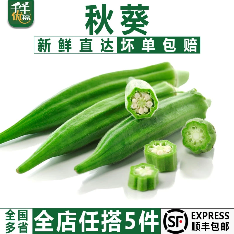 千牛优福秋葵500g 新鲜黄秋葵 六角羊角豆洋辣椒营养 5件顺丰包邮