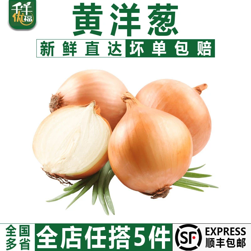 千牛优福黄洋葱500g 白洋葱圆葱头蔬菜新鲜农家自种 5件顺丰包邮