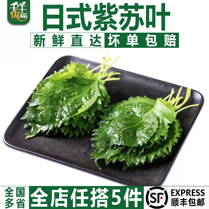千牛优福新鲜紫苏叶40片/盒 小叶绿苏子叶日料装饰包烤肉食材