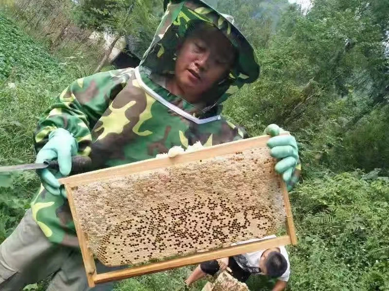 湖北恩施高山天然土蜂蜜500g深山百花蜂蜜正品农家自产真蜂蜜健康
