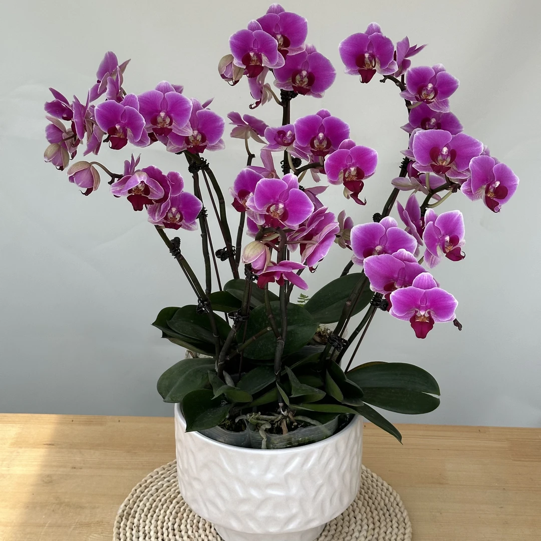 【红豆】 3.5杯 带花苞兰花开花发货种植生长植株