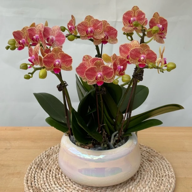 【金元宝】 5*5 老桩苗花量巨多蝴蝶兰基地直发