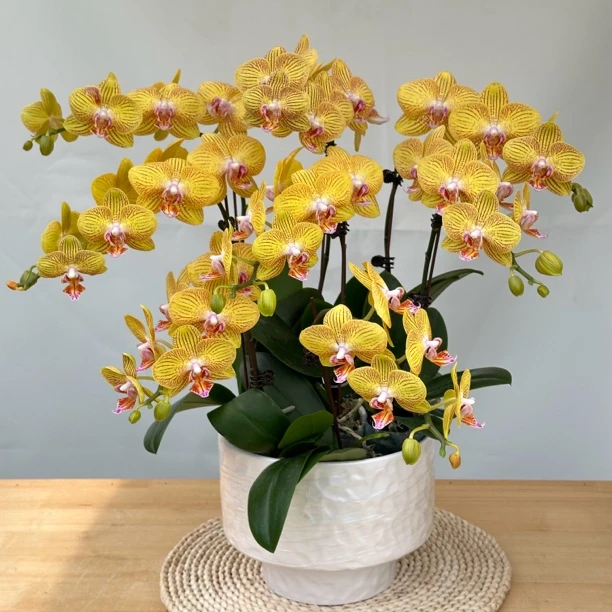 【飞黄腾达】 带花苞兰花开花发货种植生长基地植株