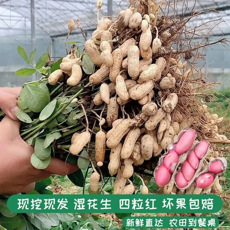 新鲜现挖湿花生农家自种四粒红带壳新鲜花生3斤/5斤/9斤坏果包赔