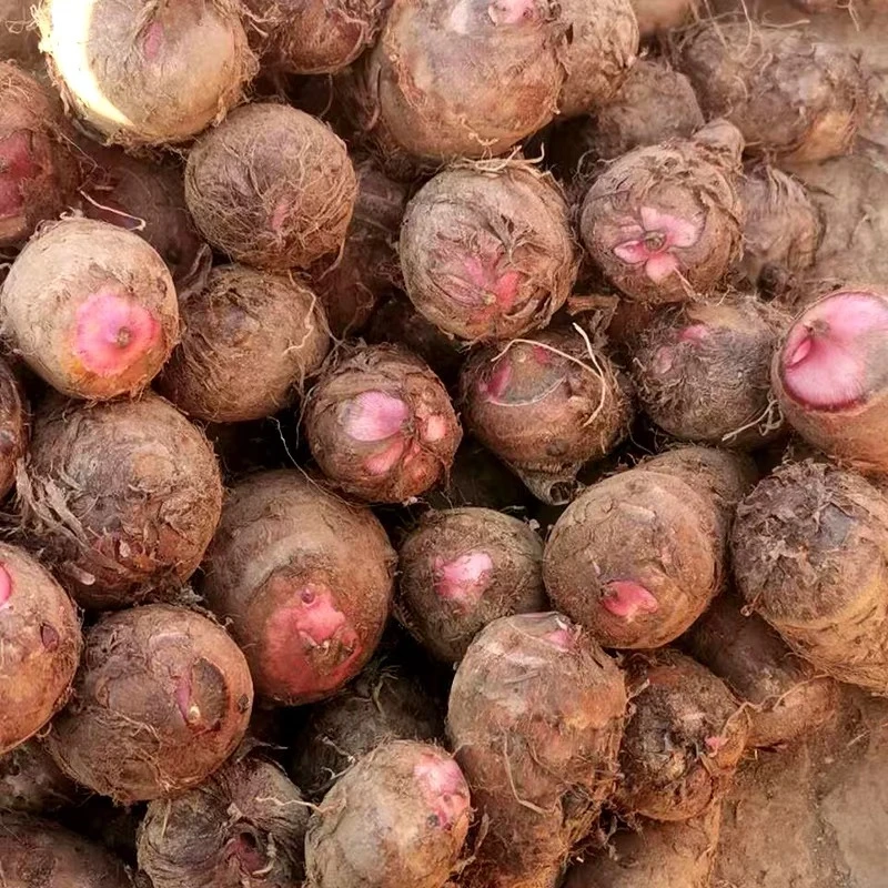 【锋哥推荐】铅山红芽芋头